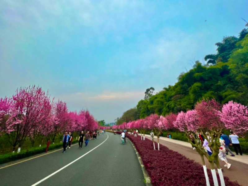 觅春·四川眉山丨最美嘉州绿心公园