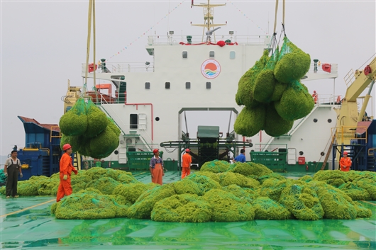 浒苔新用 成为促进动物生长的饲料添加剂 青岛市 新浪财经 新浪网