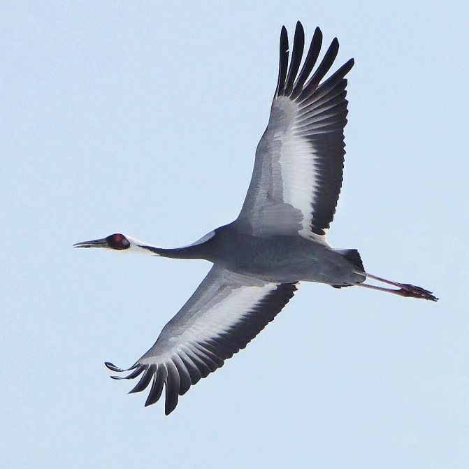 15只国宝白枕鹤到访副中心
