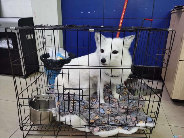 一男子网购白化赤狐当宠物合江公安违法