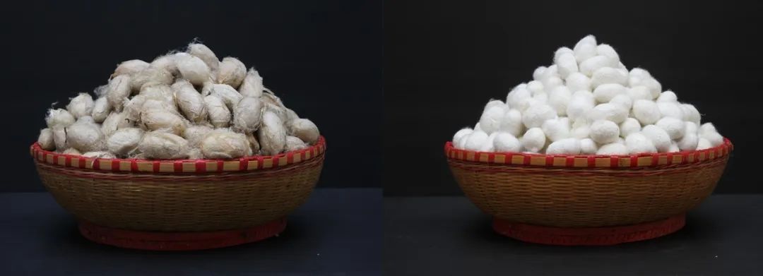 也分好多种,有桑蚕丝,柞蚕丝,蓖麻蚕丝,木薯蚕丝……就拿柞蚕丝来说