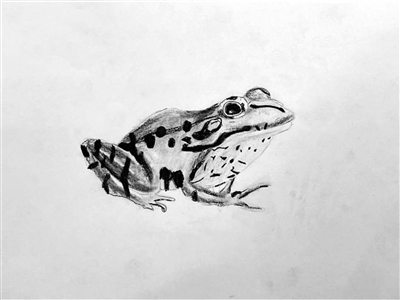 青蛙余姚市长安小学104班翁嘉蕴 (证号2203045)