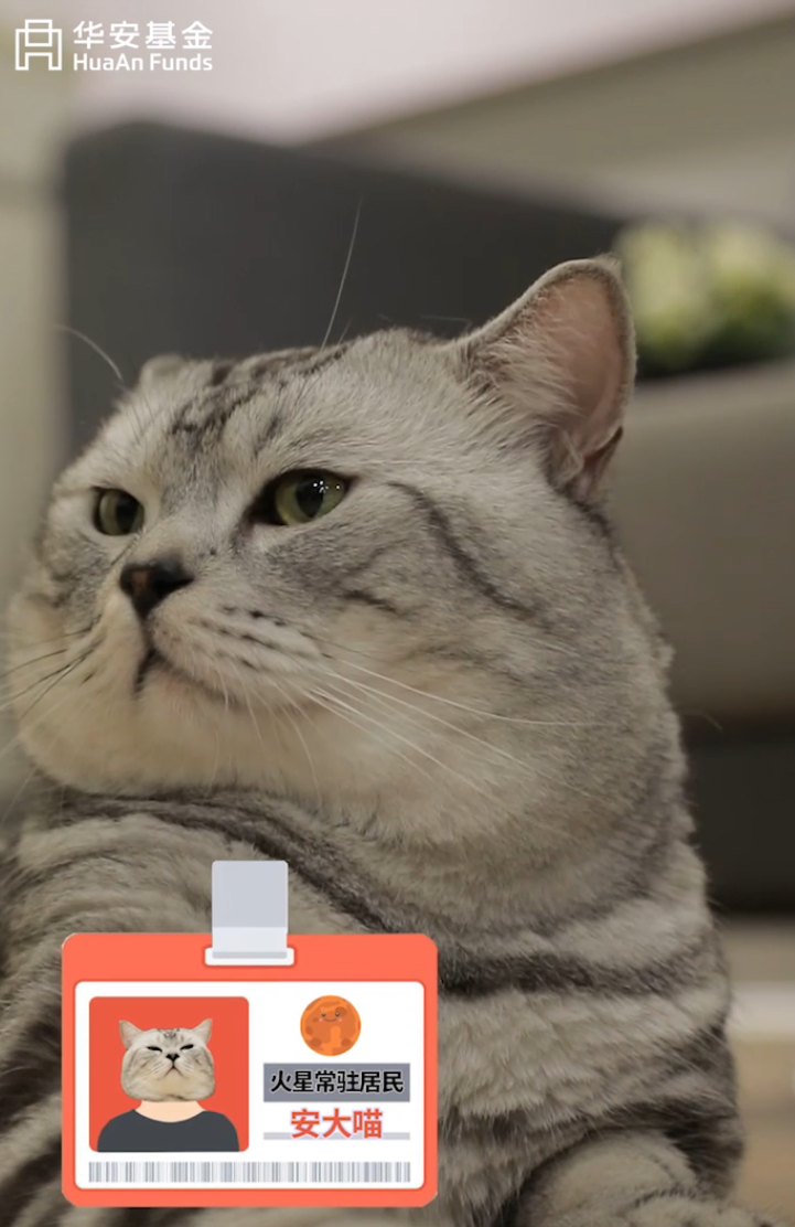 “【送猫猫奶粉】定投vs梭哈，谁的胜率更高？丨《安大喵来了》第五番