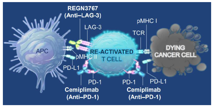 資料來源：再生元公司公告、中金公司研究部