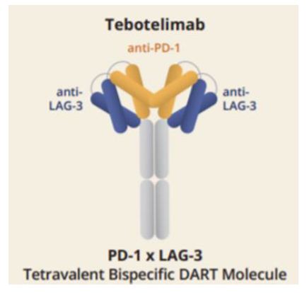 資料來源：MacroGenics官網、中金公司研究部