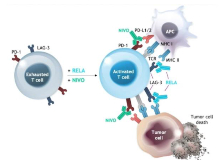 資料來源：BMS公司官網、中金公司研究部