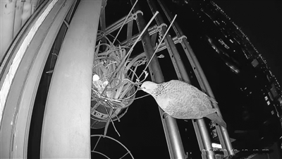 不请自来的珠颈斑鸠与居民做了三年好邻居