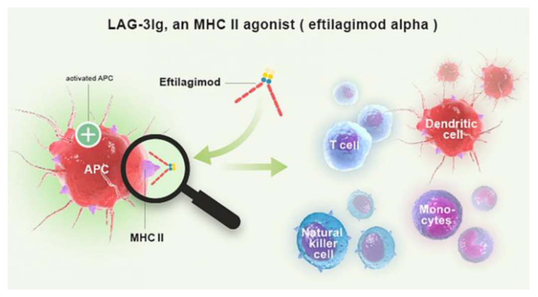 資料來源：Immutep公司官網、中金公司研究部