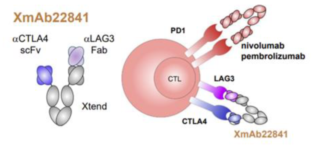 資料來源：Xencor公司公告、中金公司研究部