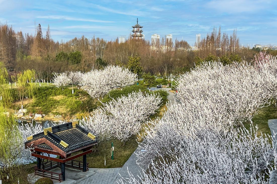 觅春江苏徐州三月桃花岛美景靓如画