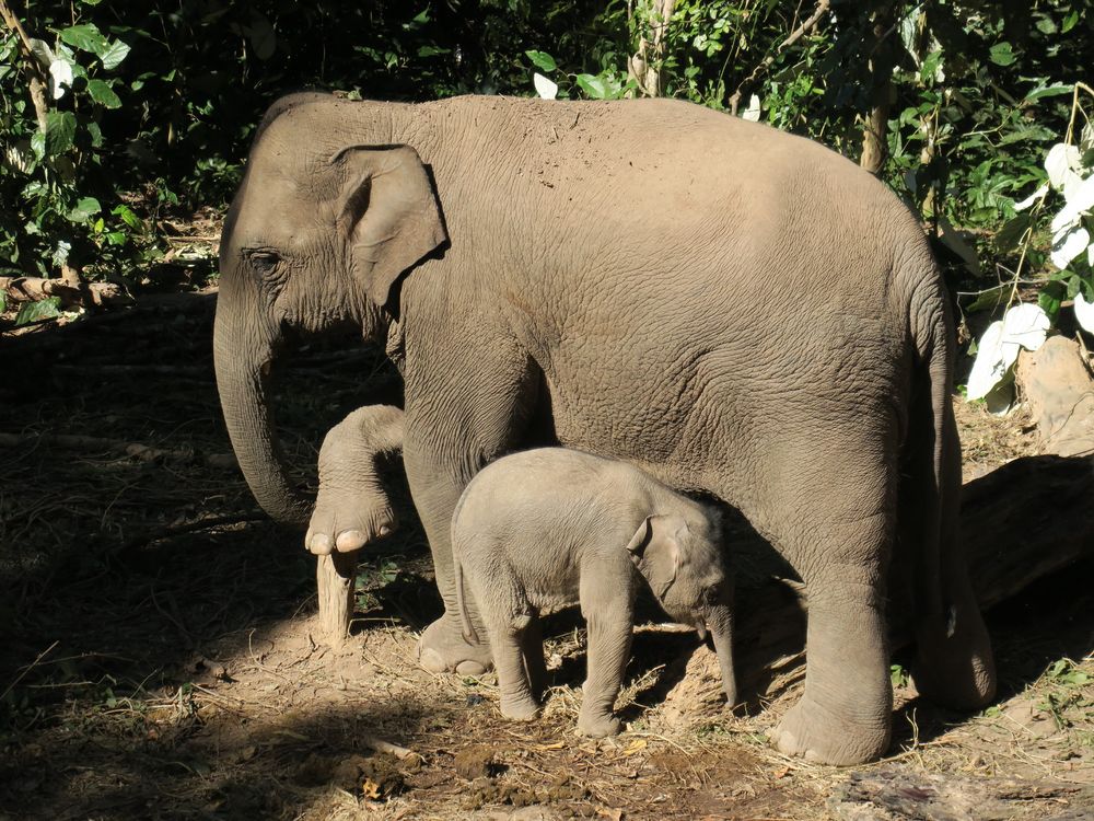 1月6日，新生小象与然然家族的母象在一起。新华社发（西双版纳野象谷景区供图）