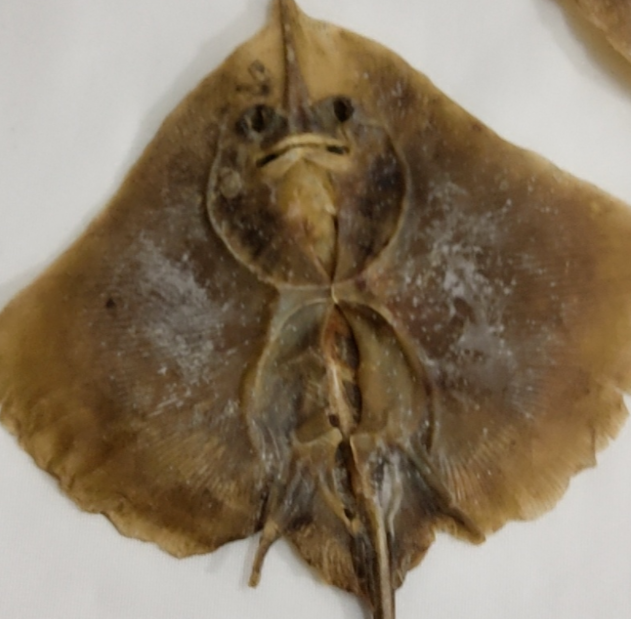 吃过浙江的魔鬼鱼干感觉像吞了个外星人