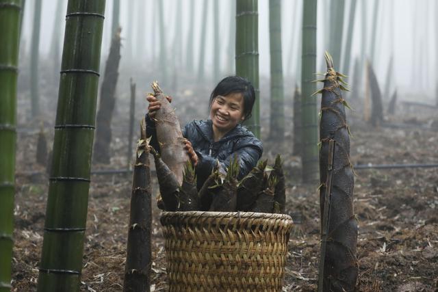 3月26日,贵州省赤水市宝源乡回龙村村民将采挖的竹笋装筐.