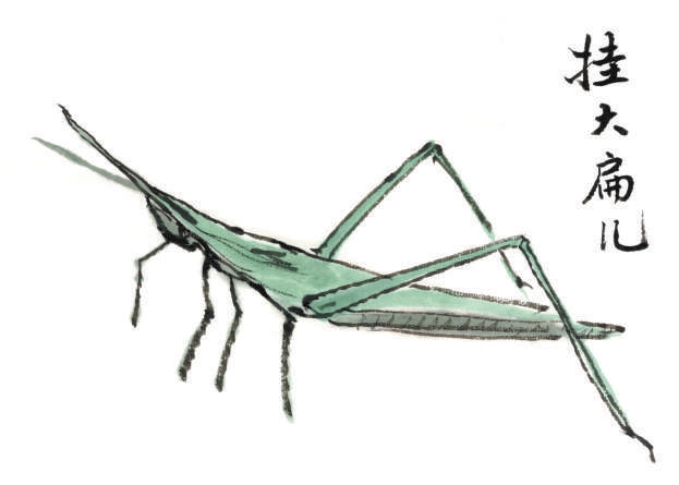 蝎拉虎子挂打扁儿