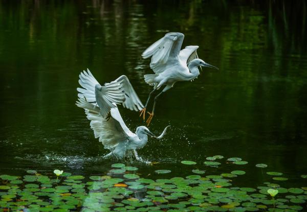 九龙国家湿地公园中如今白鹭成群. 尤慧仙 摄