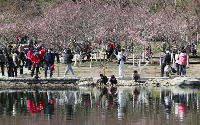 3月27日，八一湖畔盛开的樱花。中国日报记者 邹红 摄