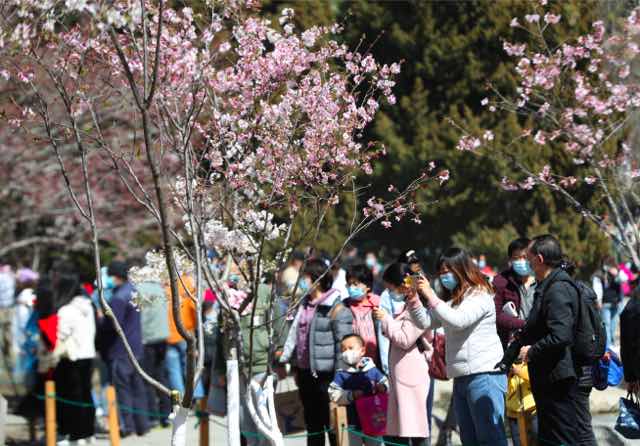 3月27日，游客在樱花树下拍照留念。中国日报记者 邹红 摄