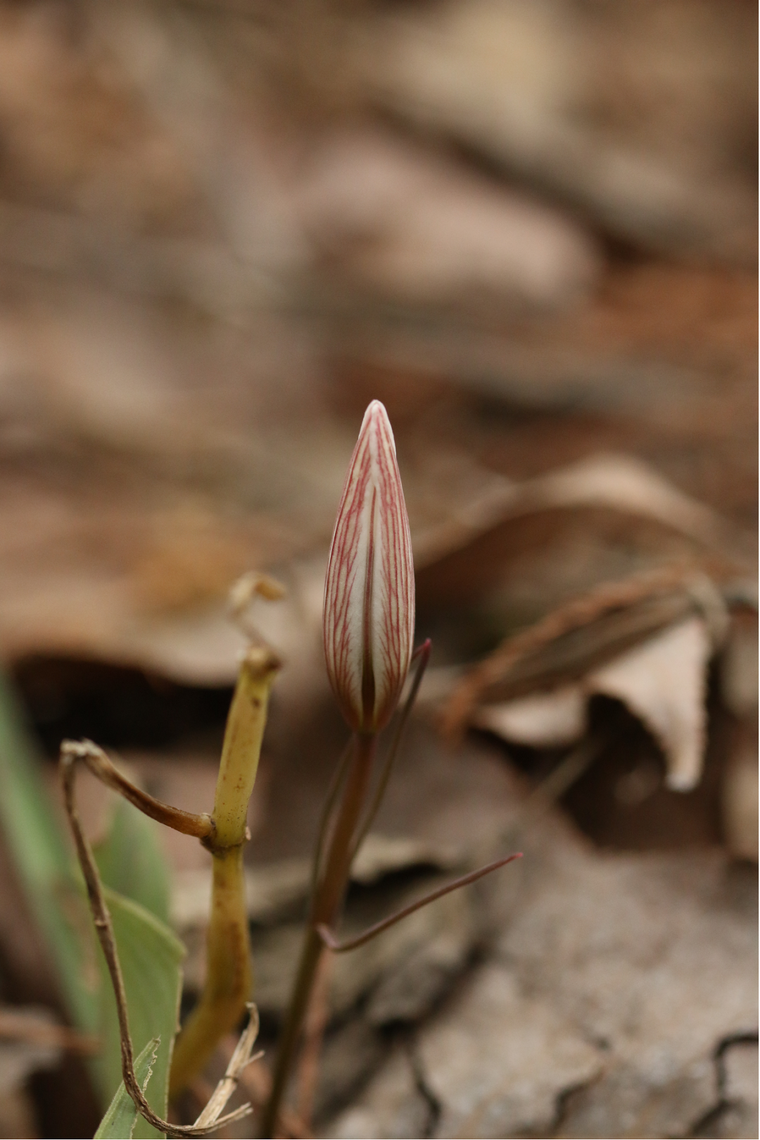 (下)丨花花万物|郁金香_新浪财经_新浪网