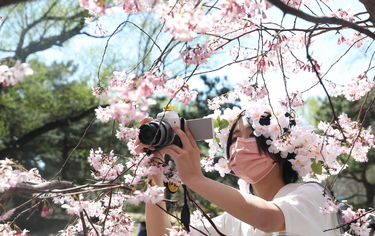 3月27日，一名女士拍摄盛开的樱花。中国日报记者 邹红 摄