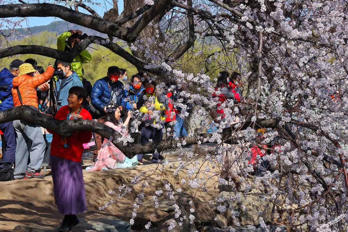 3月27日，颐和园西堤柳桥旁，市民踏青赏花。中国日报记者 姜东 摄