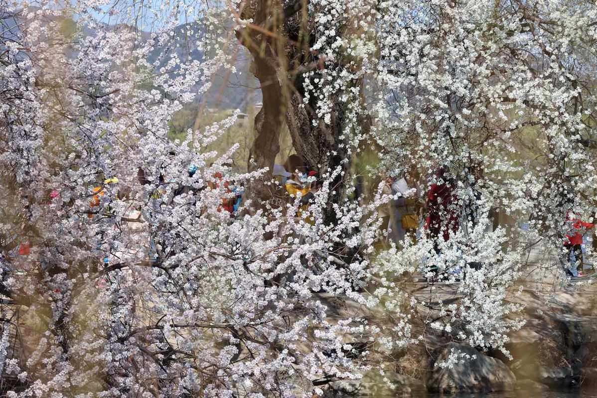 3月27日，颐和园西堤柳桥旁，市民踏青赏花。中国日报记者 姜东 摄