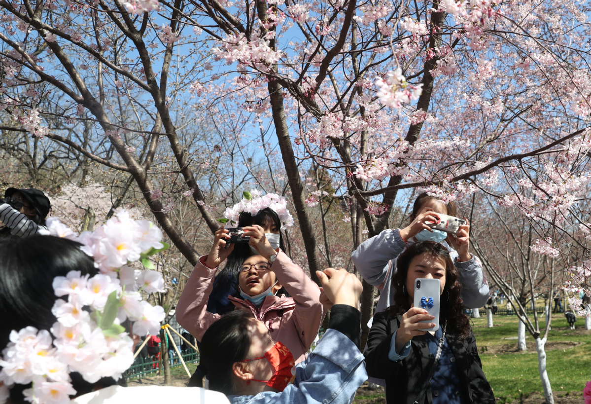 3月27日，游客在樱花树下拍照留念。中国日报记者 邹红 摄