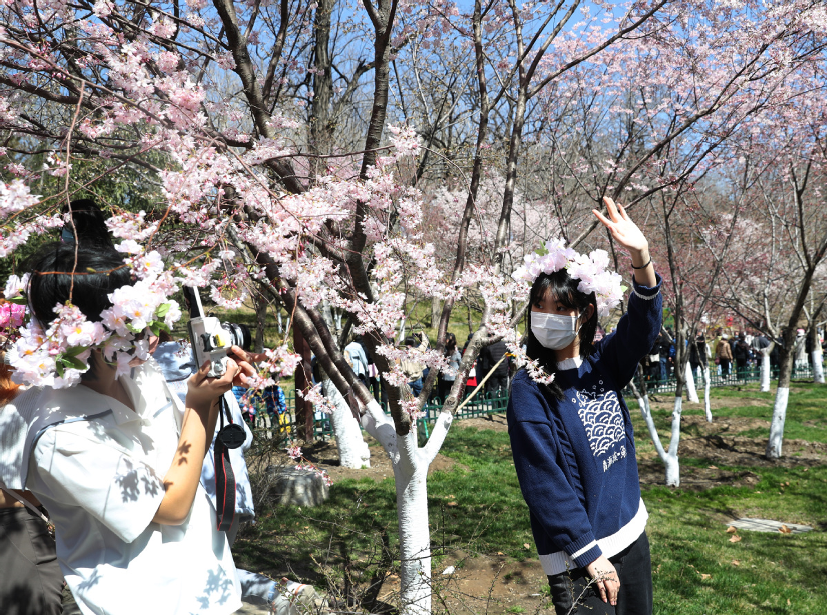 3月27日，游客在樱花树下拍照留念。中国日报记者 邹红 摄