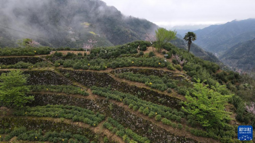 这是3月24日拍摄的蜈蚣岭村的梯地茶园（无人机照片）。