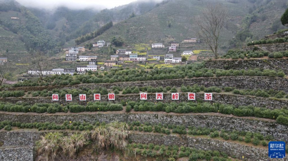 这是3月24日拍摄的蜈蚣岭村的梯地茶园（无人机照片）。