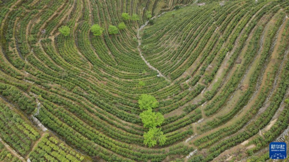 这是3月24日拍摄的蜈蚣岭村的梯地茶园（无人机照片）。