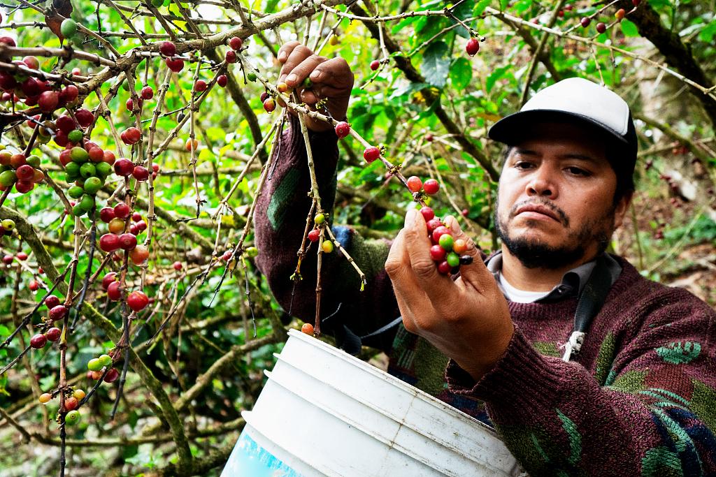 国际肥料成本飙升拉美咖啡种植户拉响紧急状态警报
