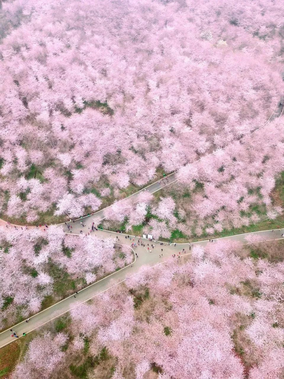 华春莹再推介 贵州万亩樱花火 出圈 新浪新闻 华春莹再推介 贵州万亩樱花火 出圈 新浪新闻
