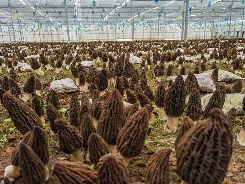 基地大棚中的羊肚菌.赵琪 供图