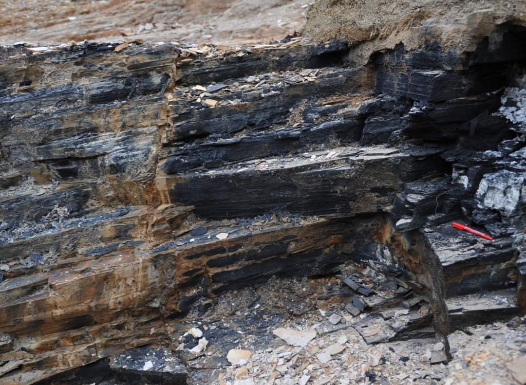 蓝田生物群所在的黑色页岩.中科院南京地质古生物研究所万斌供图