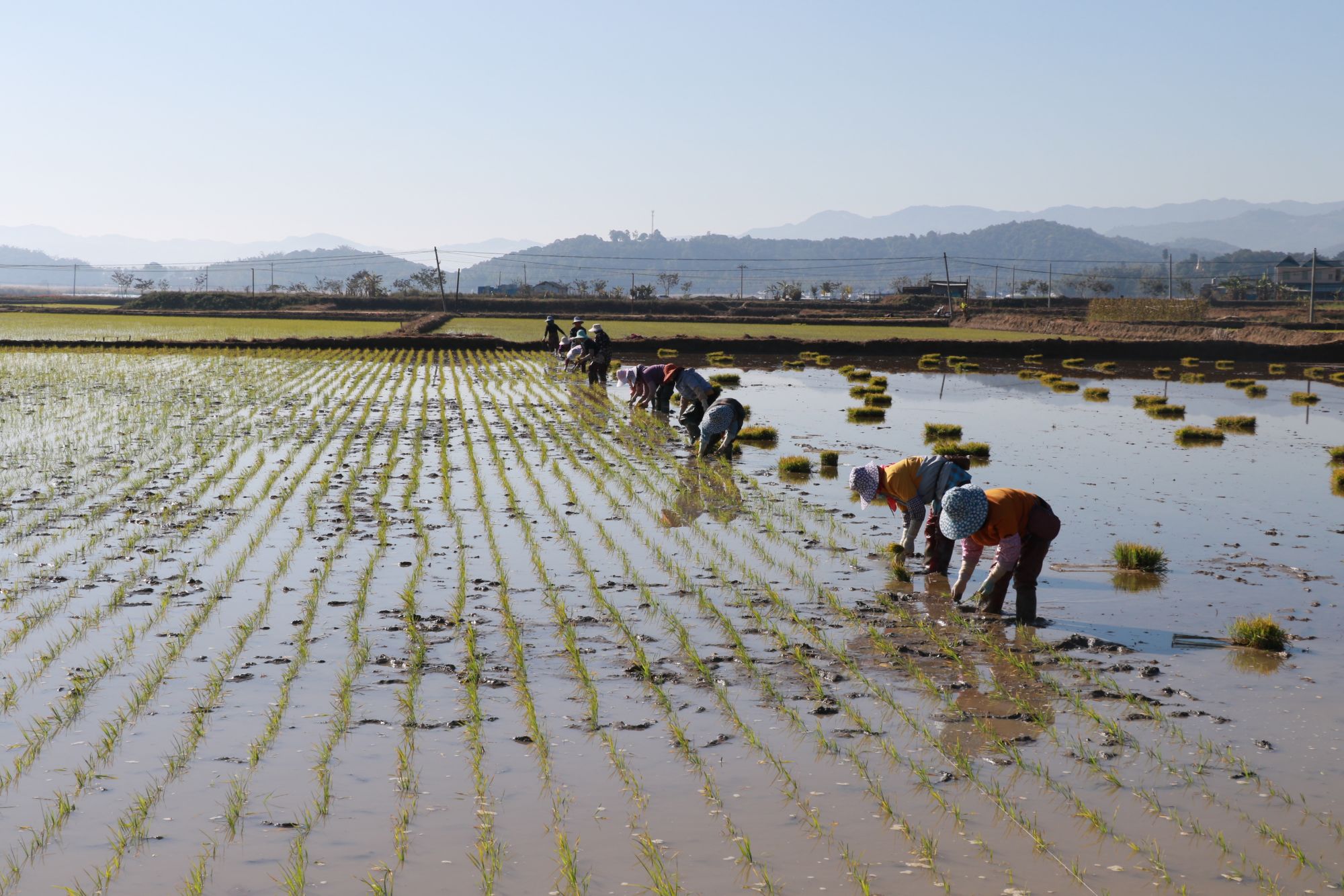 一年之计在于春播撒丰收的希望云南多措保障春耕粮食生产