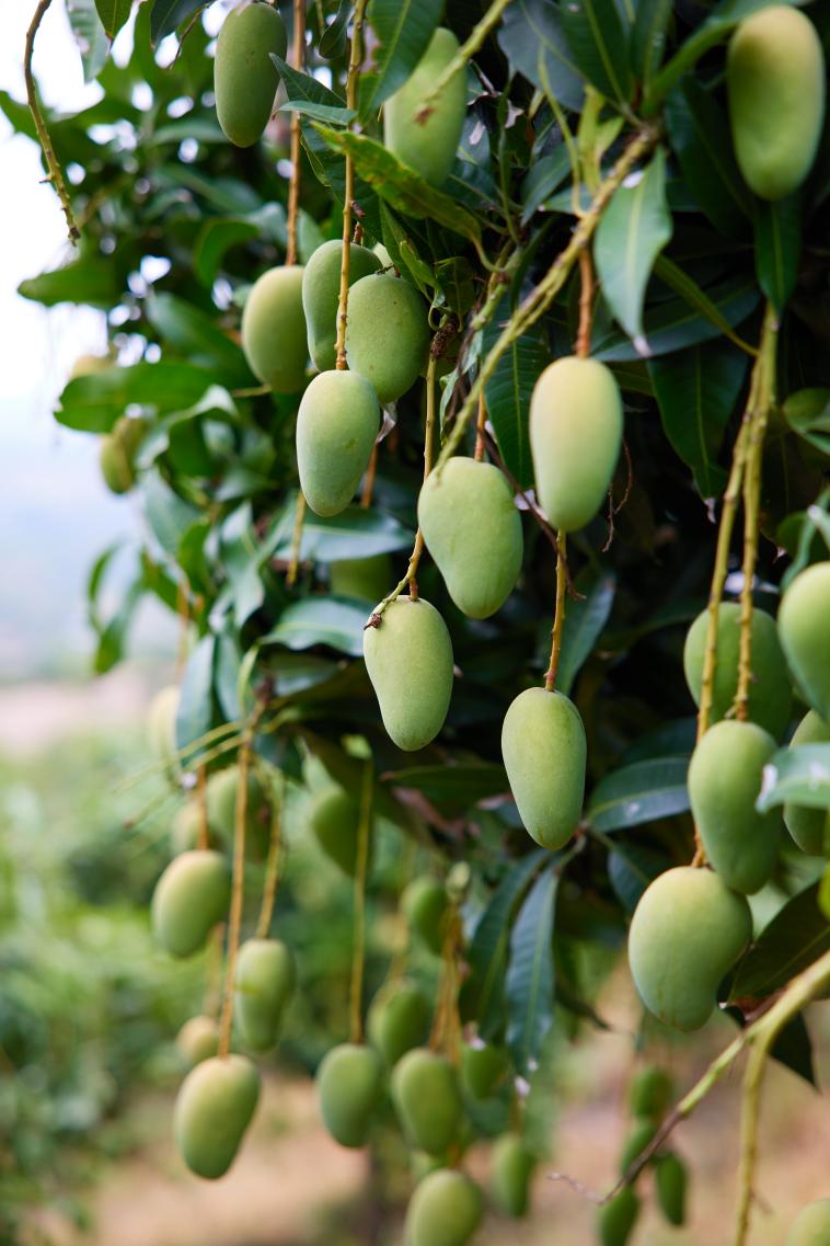 辰颐物语甜满中国海南站快来迎接2650小台芒的甜蜜暴击