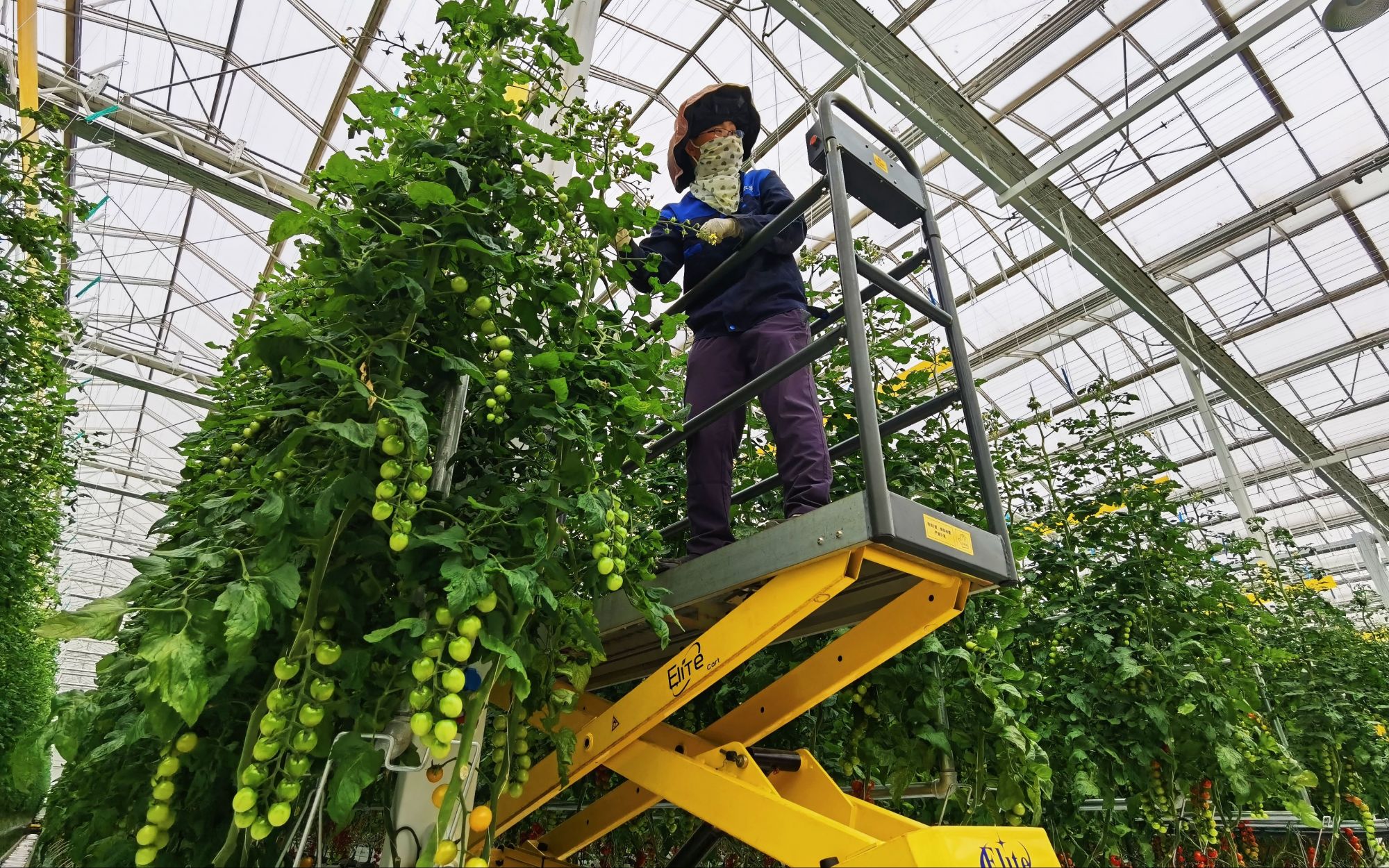 工人借助设备,在三米高的番茄架子上作业.新京报记者 曹晶瑞 摄