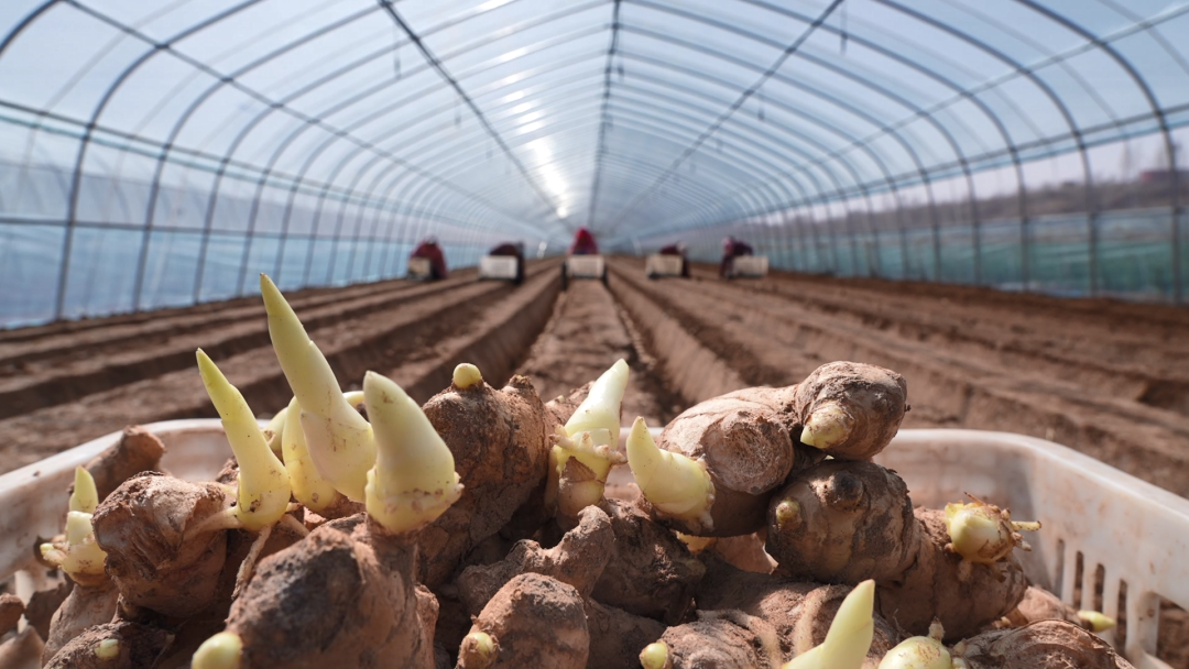 磁县生姜种植忙种出美好姜来