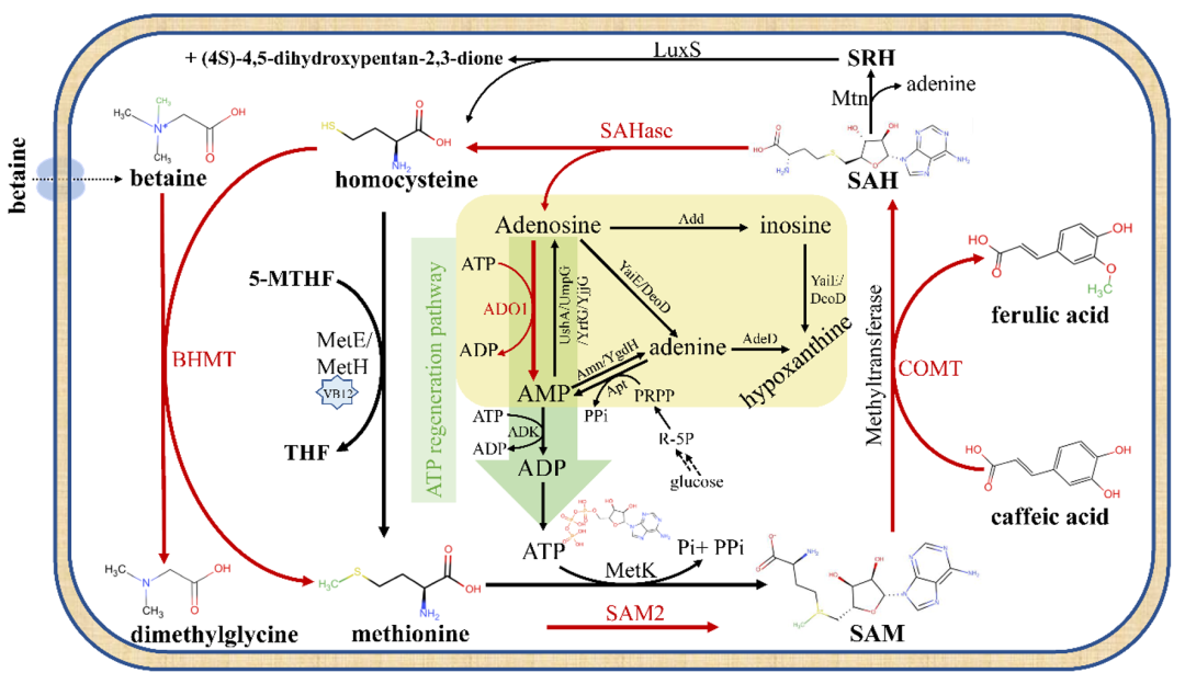 Metabolic Engineering: 甜菜碱驱动大肠杆菌内高效甲基供应