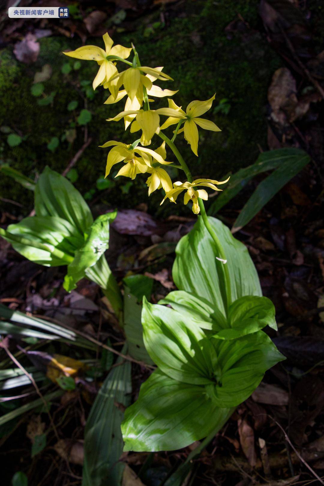武夷山脉首次发现国家一级保护植物大黄花虾脊兰