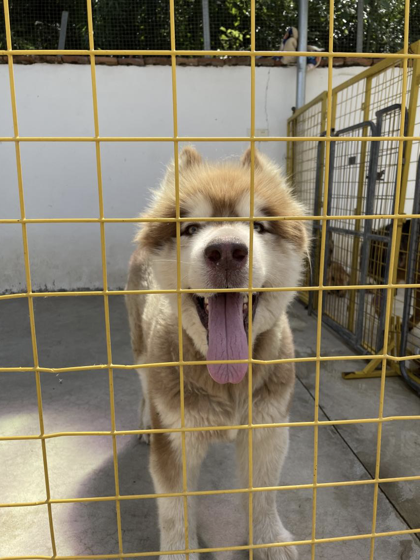 救助犬阿拉斯加“珍珠”照片