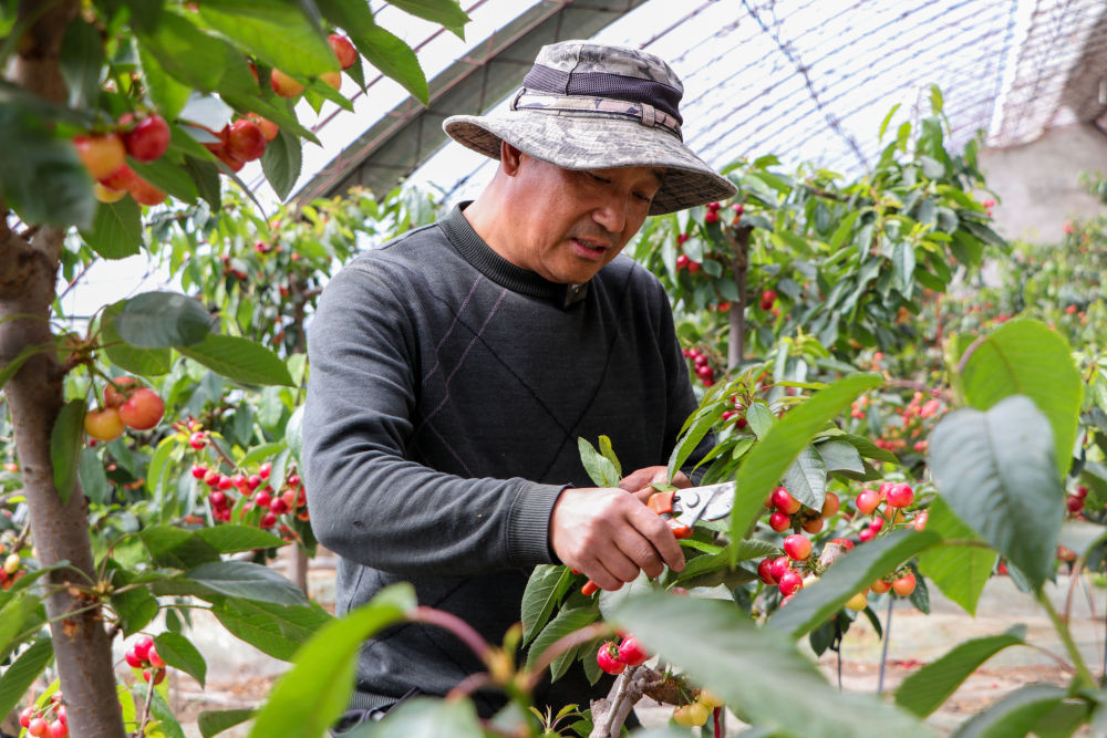 在花果飘香农业合作社,张绍民在打理樱桃树.(受访者供图)