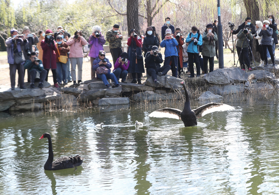 3月31日，黑天鹅吸引游客观赏、拍照。中国日报记者 邹红 摄