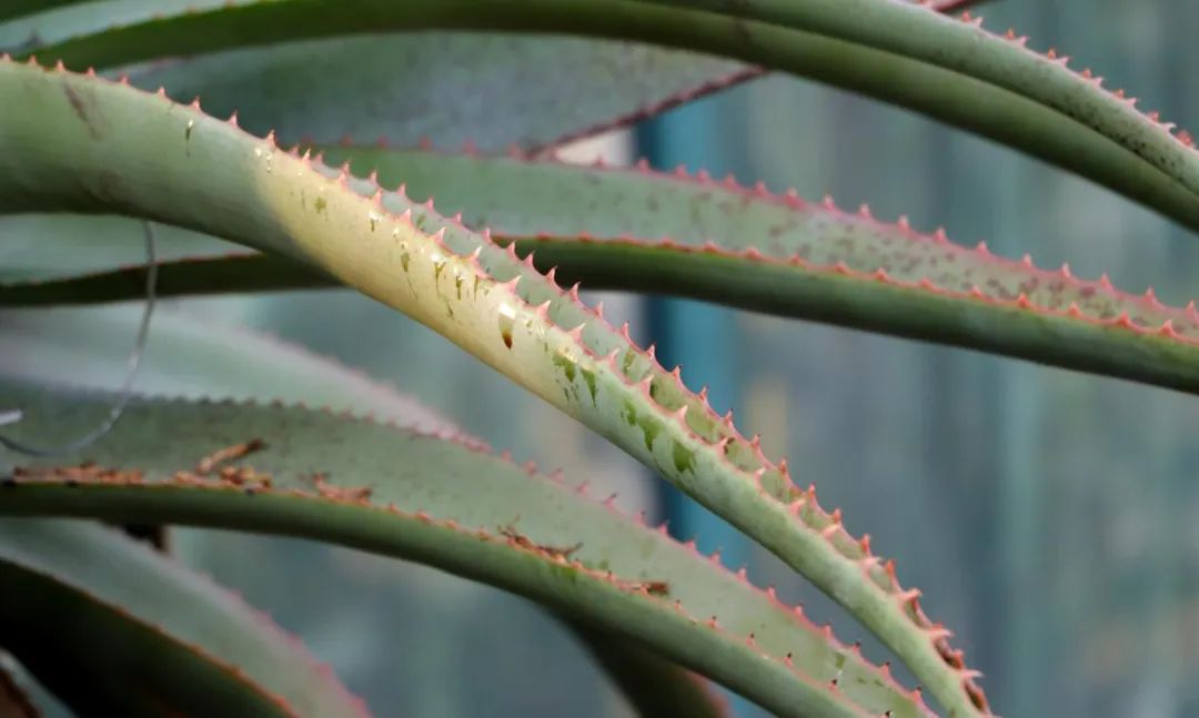 你学荟了么丨花颜鸟语