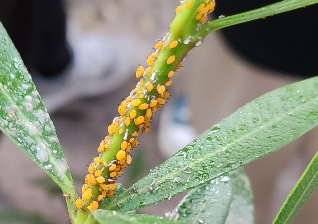 图28 夹竹桃上的蚜虫及叶面的蜜露