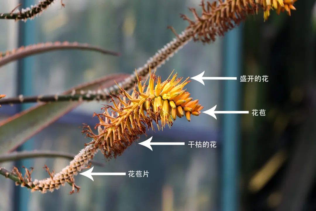 图3 总状花序近照图中的好望角芦荟正处于开花末期,花序轴分枝,暗绿色