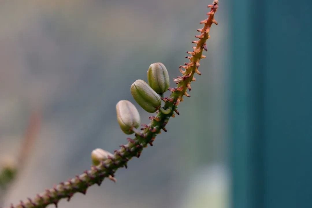 图16 马氏芦荟蒴果的小果梗