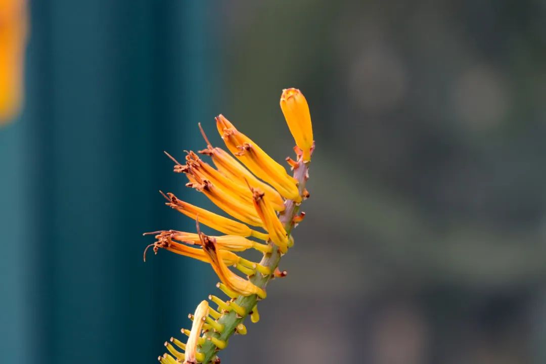 图14 马氏芦荟的花