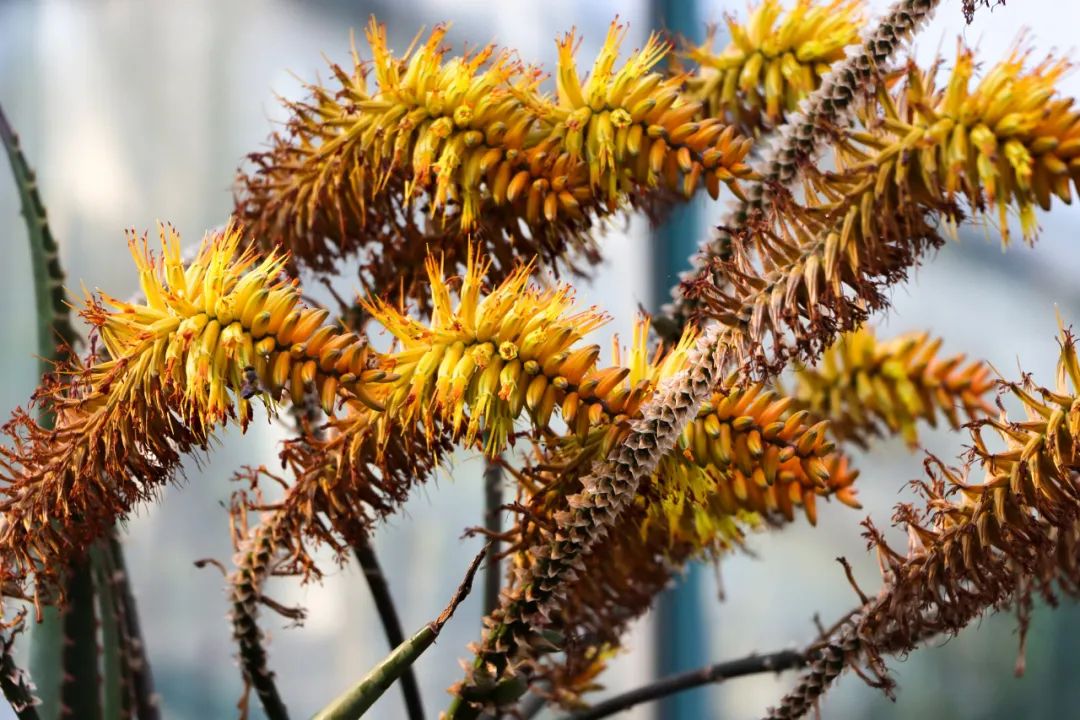 图3 总状花序近照