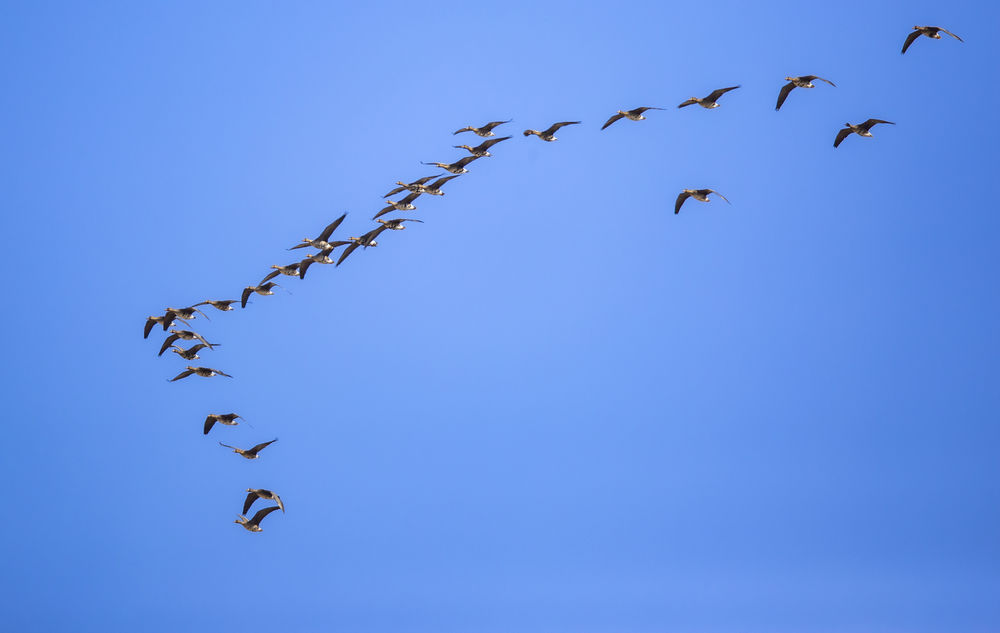 3月28日，在七星河国家级自然保护区，候鸟在天空中翱翔。新华社发（梁峰洵摄）